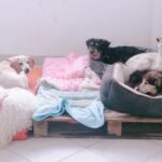 17eba8c4dd884a23a223bcfdb363055a