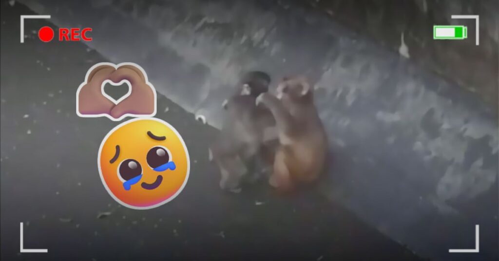 4624b5c0a26444e59663e3b8b7c83a42