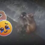 4624b5c0a26444e59663e3b8b7c83a42