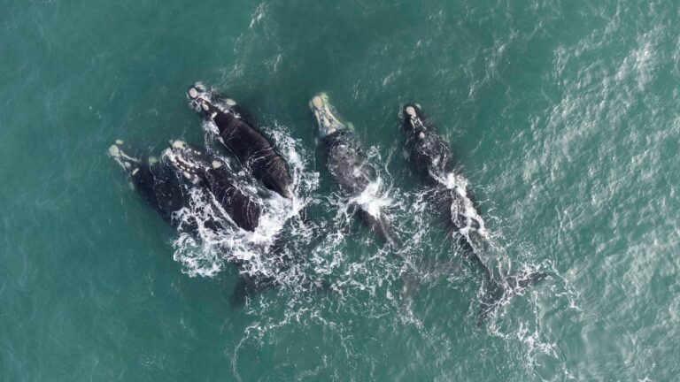 06076c1a429a4e718e540e20fe0c9f2d