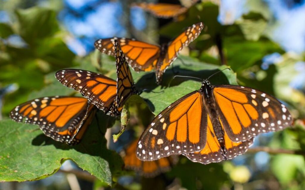 29957838dec742f98d51850138163fe9