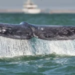 68f09f1e723045a4ad284c77142d4e11