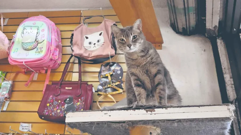 8c425bed72364bdca2c5e8a438797b30